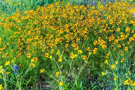 Beautiful Bright Yellow Plains Coreopsis Wildflowers In Texas Stock