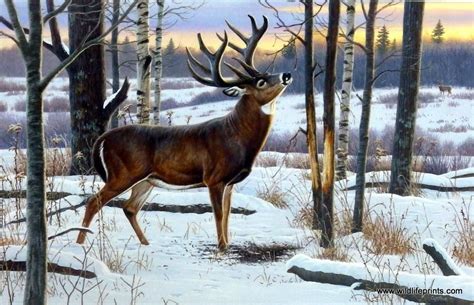 Artist Cynthie Fisher Wildlife Whitetail Deer Print The Jordan Buck