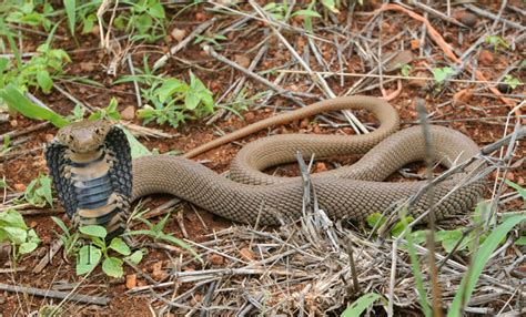 Calphotos Naja Mossambica Mozambique Spitting Cobra