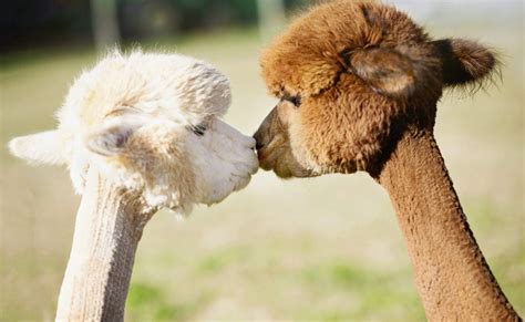 40 Adorable Alpaca Photos To Make You Smile Readers Digest