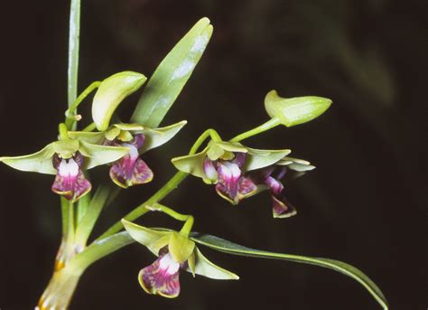 Hoa Phong Lan Vi T Vietnam Orchids Dendrobium F H