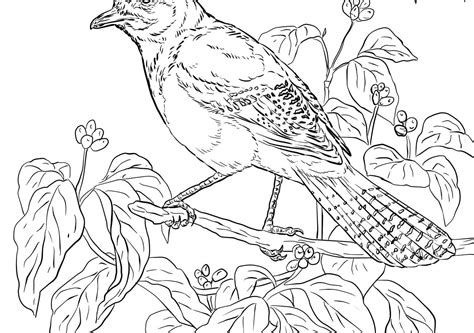 Picture Of Blue Jay To Color Coloring Jay Pages Blue Printable Realistic Bird Jays Crow American