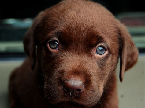 Chocolate Lab Puppy Wallpaper 60 Images