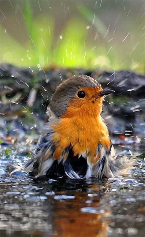 European Red Robin Taking A Bath To Clean Its Feathers