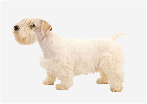 The name for this dog is sealyham terrier 2. Europetnet - Sealyham Terrier