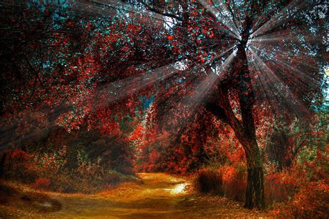 Nature Trees Sunlight Sun Rays Wallpaper Coolwallpapersme