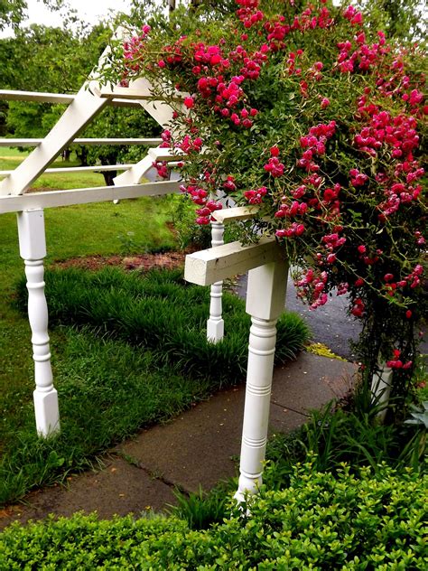Check spelling or type a new query. Forsythia Hill - Our Rose Trellis that supports our ...