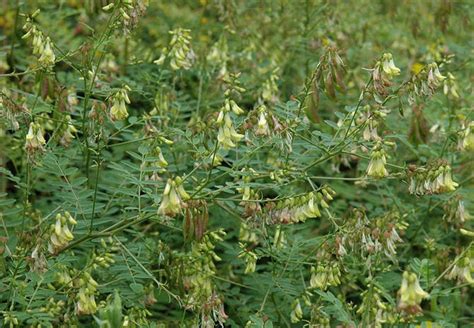 Astragalus Immune Boosting Tea Meadowsweet