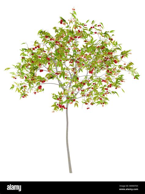 Cherry Tree With Cherries Isolated On White Background 3d Illustration