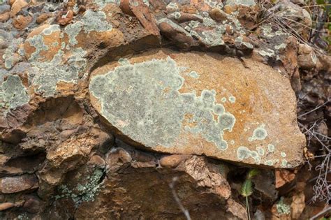 Piedras De Granito En La Roca Cubiertas De Musgo Verde Y L Quenes