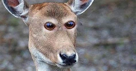 Heres What 8 Animals Would Look Like If They Had Eyes In Front Of