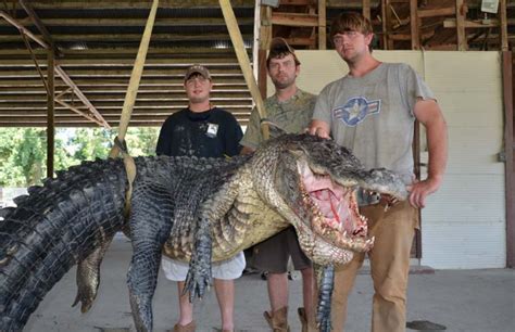 Mississippi Hunters Nab Two Record Breaking Alligators In Same Day