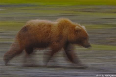 Interesting Facts About Kodiak Bears Just Fun Facts