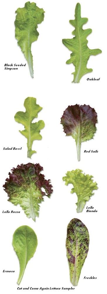 Cut And Come Again Lettuce Sampler All Garden World