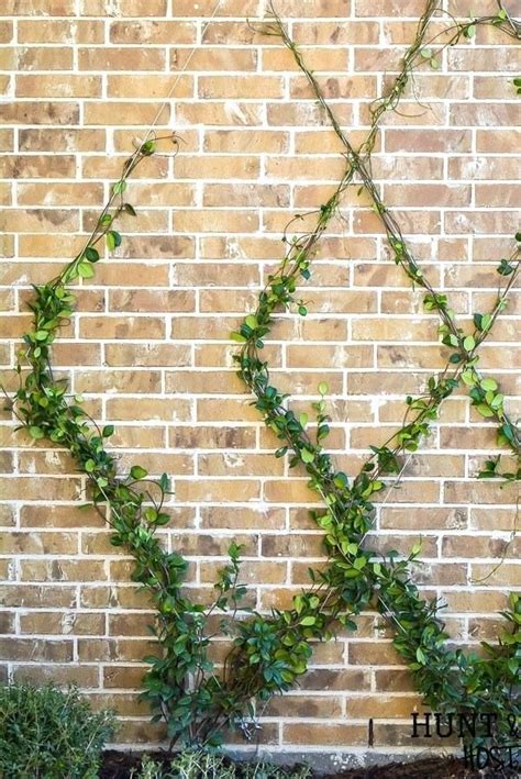 Inspiring Trellis Ideas For Growing Climbing Plants The Wall Trellis