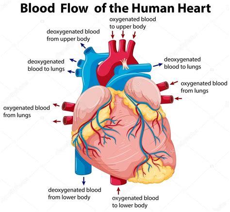 Diagram Showing Blood Flow In Human Heart — Stock Vector