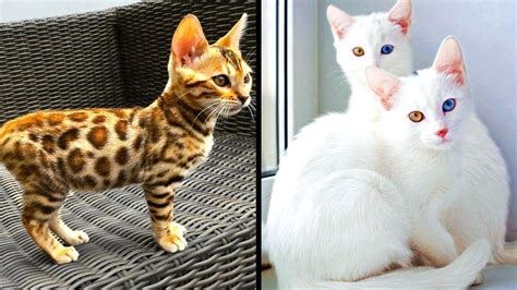 The 16 Rarest Cat Breeds Ever