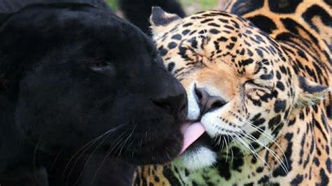 Black Panther And Leopard Couple Viral Full Video Black Panther And