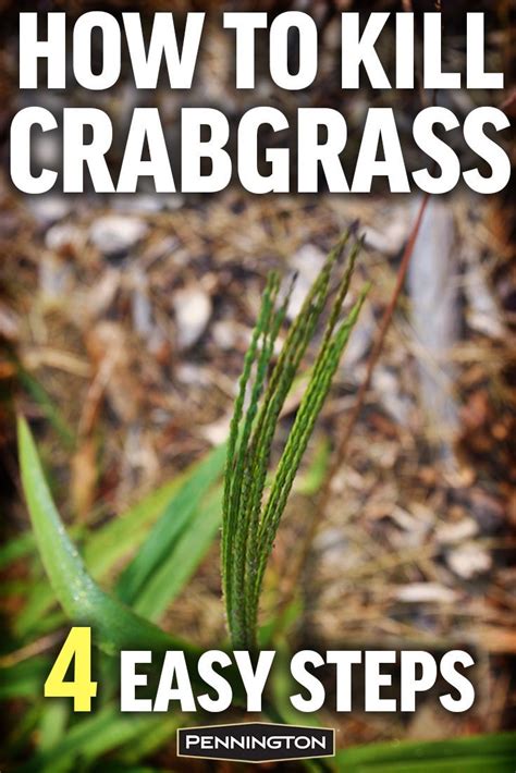 Understand How Crabgrass Works And How To Break Its Cycle So You Can