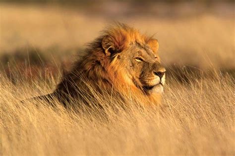 Lion Characteristics Habitat And Facts Britannica
