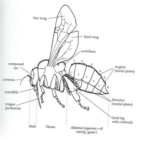 Practice parts of the body with funny games, pronunciations, images,quizzes, puzzles and ⬤ body parts picture in english. Big Garden Bee Count | Cheshire Wildlife Trust