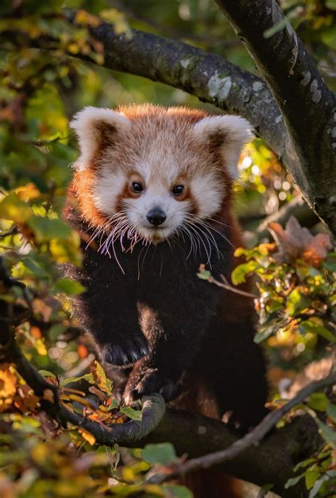 Rare Red Panda Cubs Make First Appearance At Chester Zoo Cheshire Live