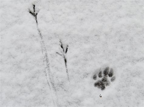 Bei uns in deutschland sprechen wir von der grundschule. Tierspuren im Schnee Foto & Bild | tiere, spuren von ...