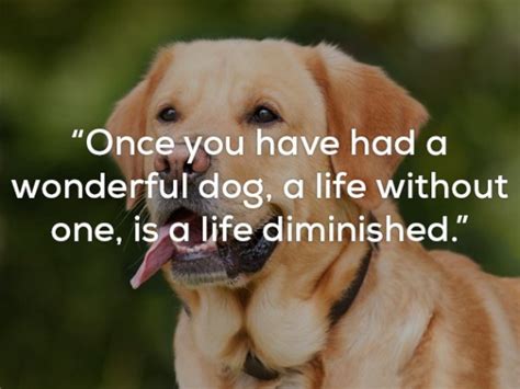25 Perfect Quotes Reminding Us Why Dogs Are The Greatest