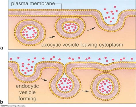 Recap On Exocytosis And Endocytosis Seans Science Blog