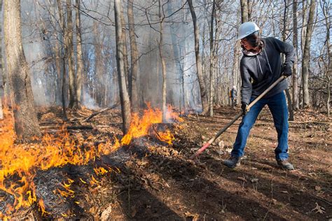 Prescribed Burn To Be Held At Wvu Research Forest E News West