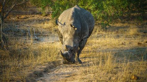 White Rhino In Kruger National Park Mpumalanga South Africa 20 Stock