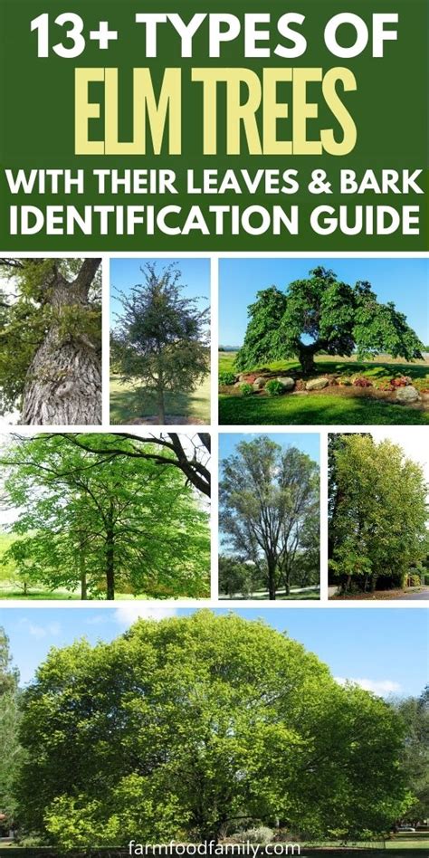 13 Types Of Elm Trees With Leaves Bark And Pictures Tree