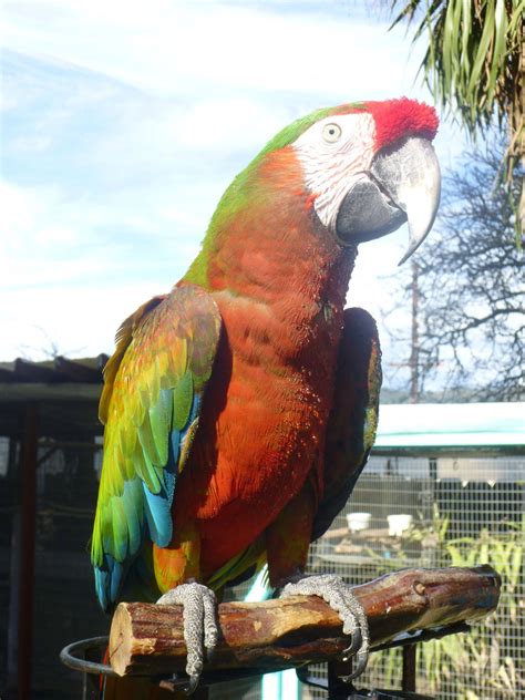 Meet Ixchel My Rainbow Macaw Friend Rparrots