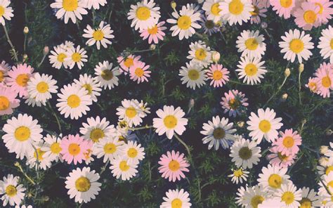 Download New Daisy Flowers Tumblr Wallpaper Free O2t