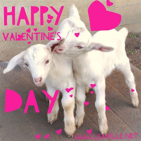 Happy Valentines Day Baby Goats And Ranch Life Heart 💗💕 Happy