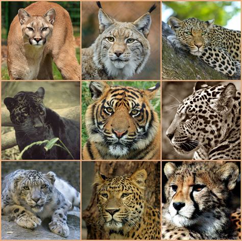 Animals Big Cats Bobcat Collage Cougar Jaguar Leopard Looking