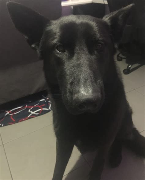 Black German Shepherd 2yo M Purebred Petsforhomes