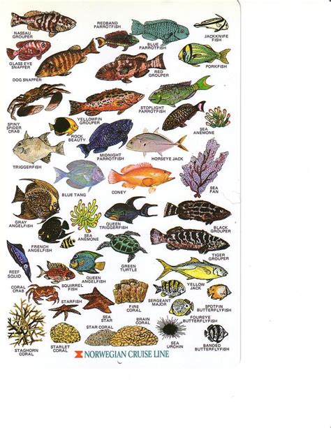 Fish Identification Chart Caribbean