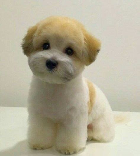 shih poo haircut pictures - Google Search | Dog grooming styles, Dog