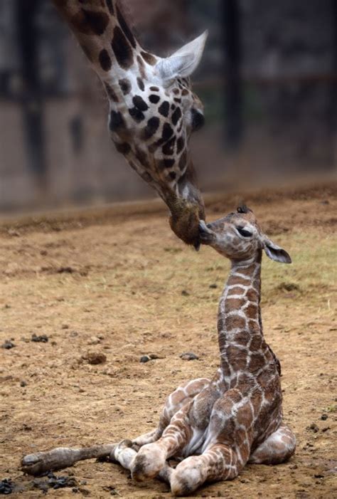 Jirafa Bebé Es Presentada En Zoológico De Chapultepec N