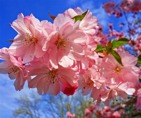 Prunus Kanzan Cherry Blossom Tree Bare Root Sales Shop Ph
