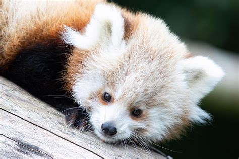 Twin Red Panda Cubs Born At Fota Wildlife Park As Public Asked To Help