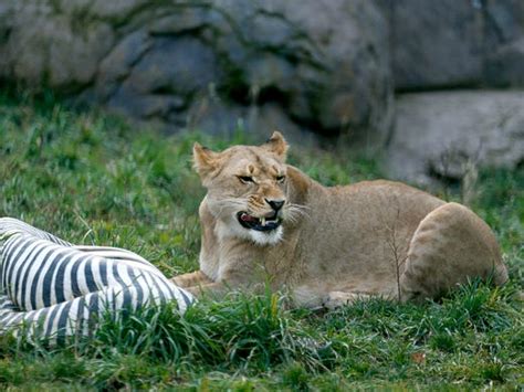 Two Lions Leaving Seneca Park Zoo For Milwaukee Zoo