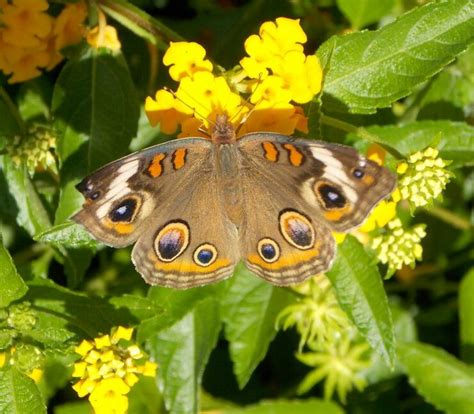 Common Buckeye Butterfly Photo By Alan Wiltsie Butterfly Photos