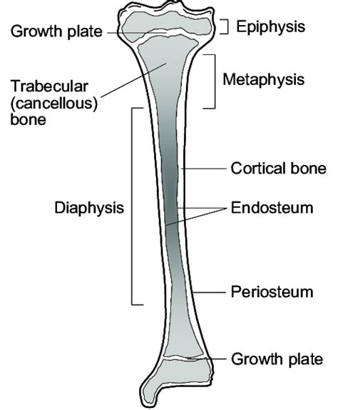 Schematic View Of A Growing Long Bone Tibia Adapted From Khan Et Al