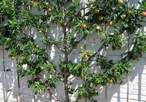 Pruning Espalier Fruit Trees Fruit Trees