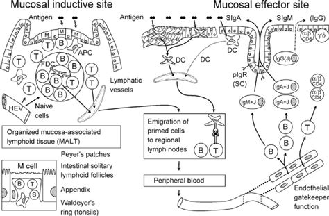 Schematic Depiction Of The Human Mucosal Immune System Inductive Sites