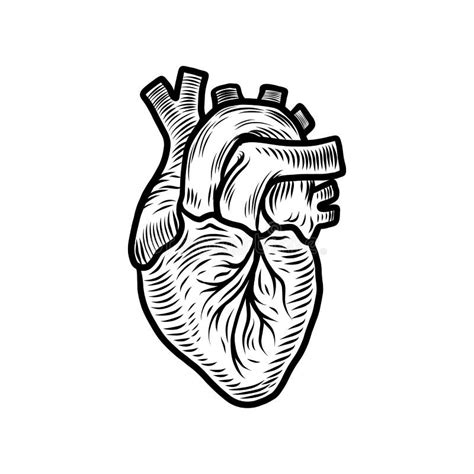 Icono Anatómico Del órgano Del Corazón Estilo Dibujado Mano