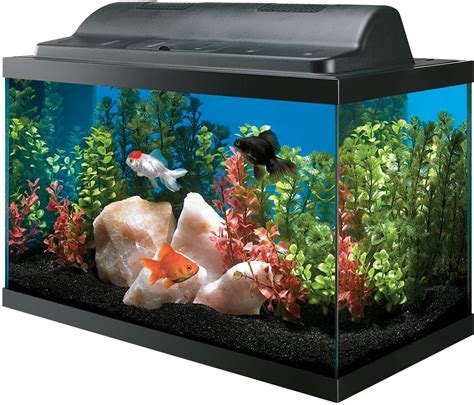Best 10 Gallon Fish Tank You Can Get For Your Home Ipetcompanion