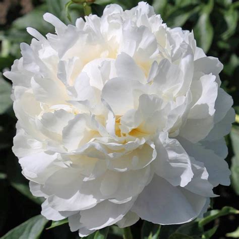 White Frost Parkland Peonies